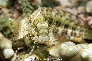 Blenny Jewelledfish

Hidden Beauty,
 Bunaken, Sulawesi... by Hans-Gert Broeder 